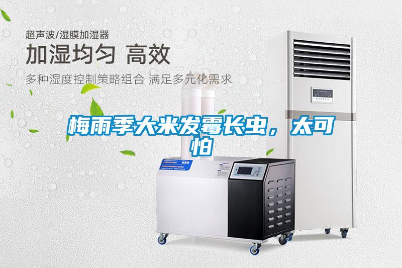 梅雨季大米發(fā)霉長蟲,太可怕